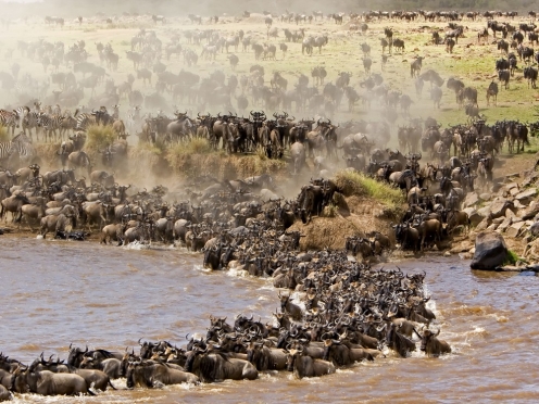 Stay & Game Drives Mara River [ Tanzania Serengeti side ] 