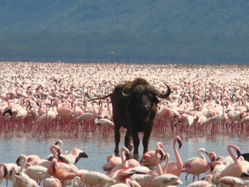 Lake Nakuru Stay