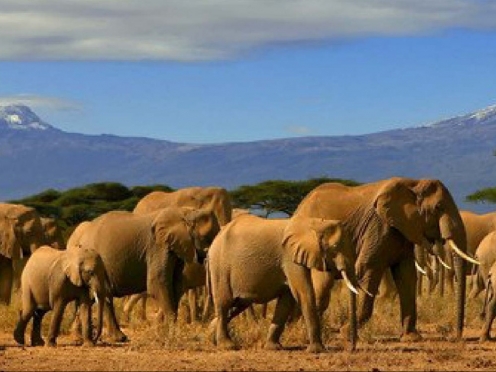 Amboseli National Park Game Drives & Stay.