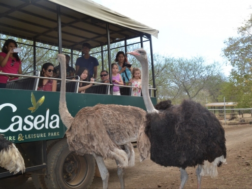 Casela Safari Drive. 