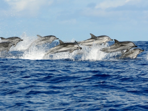 Dolphin Encounter and Whale Watching