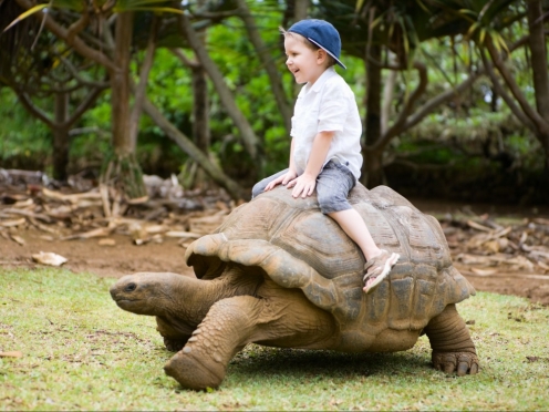 Southern Mauritius with lunch [ Crocodile farms , giant tortoises]
