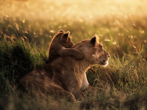 Stay & Game Drive at the Tarangire National Park