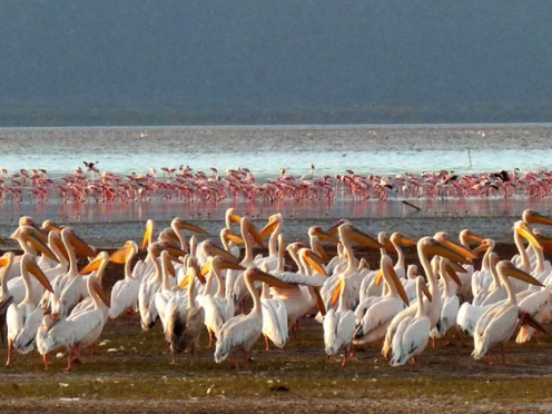 Lake Manyara Game Drive & Stay