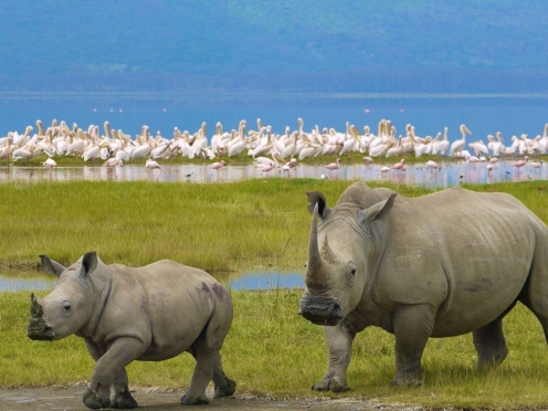 Game Drive & Transfer to Lake Nakuru