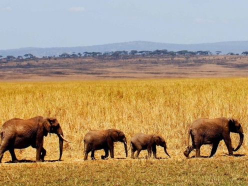 Stay & Game Drive at the Tarangire National Park