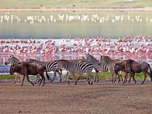 Lake Manyara Game Drive & Stay