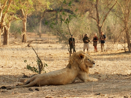 Walking Safari