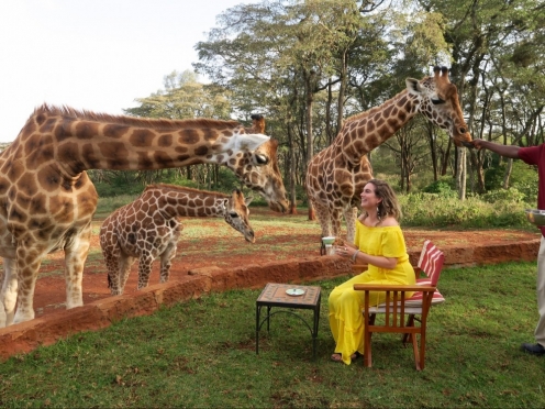 Giraffe Centre
