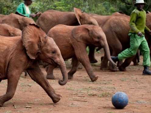 Elephant Orphanage