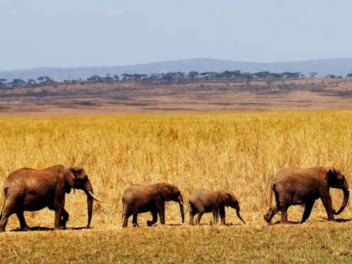 Stay & Game Drive at the Tarangire National Park