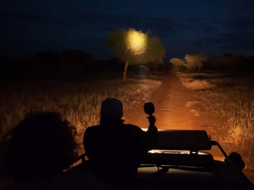 Night Safari
