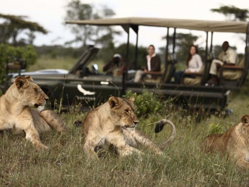 Serengeti Game Drives & Stay