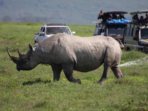 Game Drive & Transfer to Ngorongoro Crater