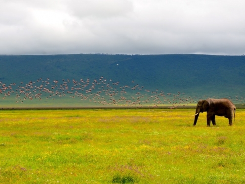 Game Drive & Transfer to Ngorongoro Crater