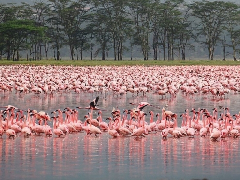 Lake Manyara Game Drive & Stay