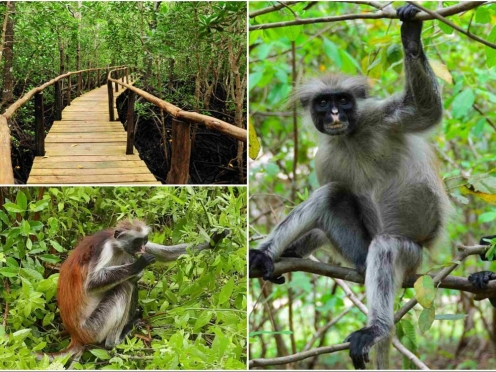 Dolphin Sighting & Jozani forest , Village spa