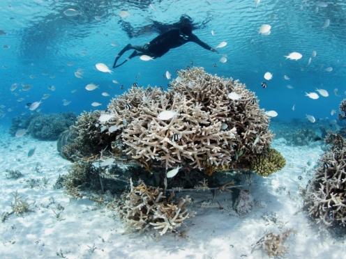 Island hopping , Snorkelling & Mangroves [Safari Blue ]