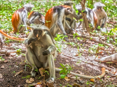 Dolphin Sighting & Jozani forest , Village spa