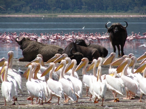 Lake Nakuru Stay