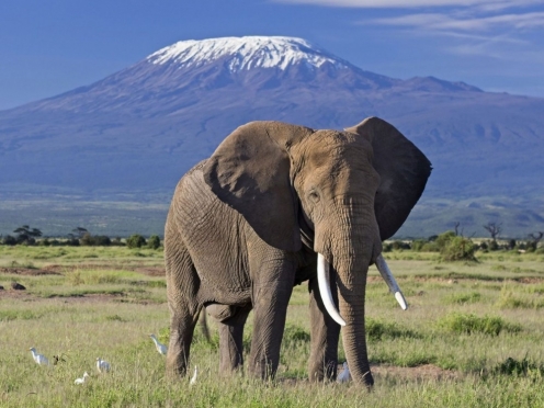 Amboseli National Park Game Drives & Stay
