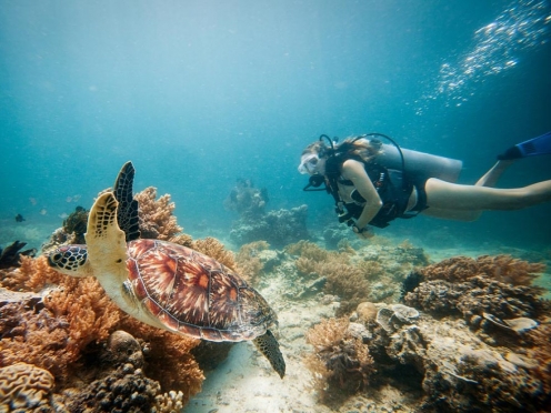 Snorkelling and Swimming with Turtles.