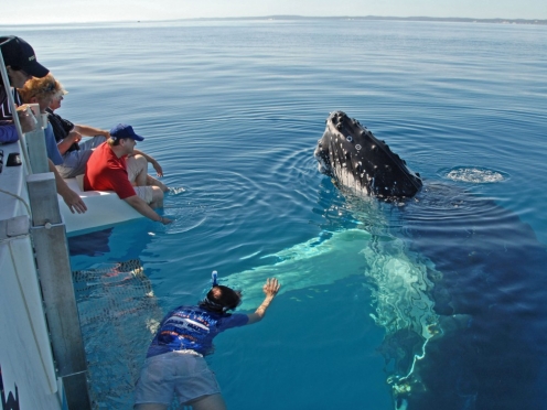 Dolphin Encounter and Whale Watching