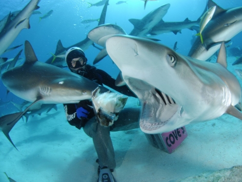 Shark Safari Experience 