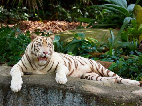 Singapore zoo