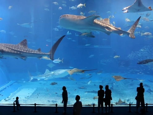 Burj Khalifa Top with Aquarium & Under water zoo