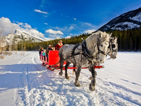 Horse drawn sledge ride