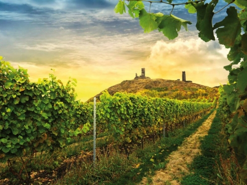 Wine Tasting & Country side Tour Bohemia