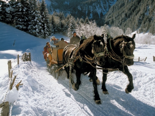 Horse drawn sledge ride
