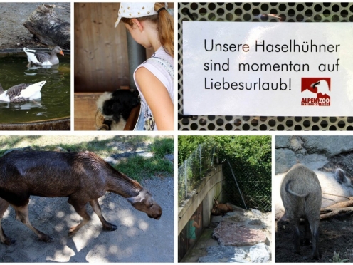 Alpenzoo