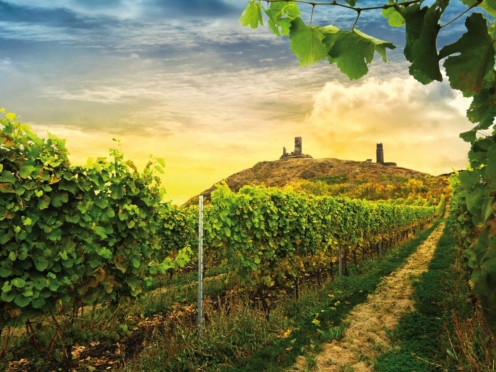 Wine Tasting & Country side Tour Bohemia