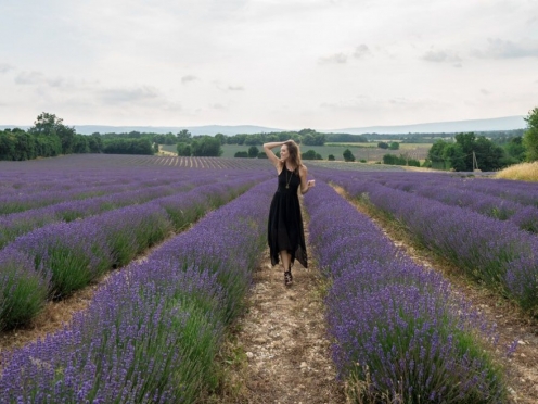 Lavender Fields