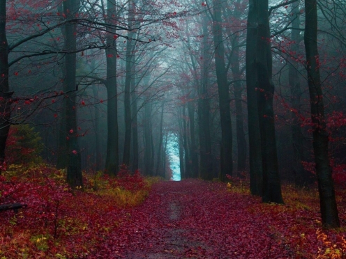 Black Forest & Rhine falls 7 hours trip