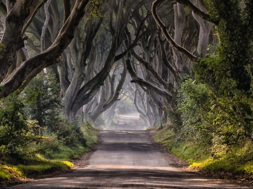 Dark Hedges