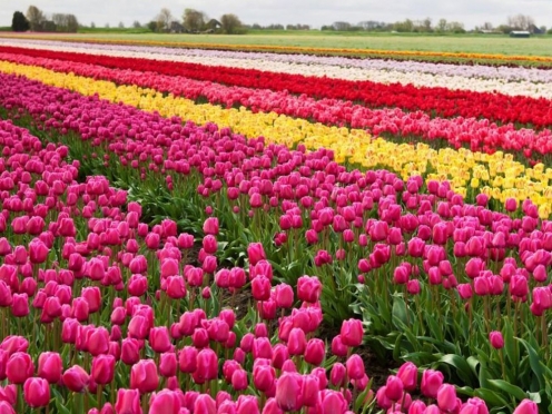 Keukenhof  