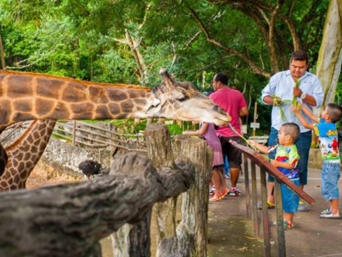 Khao Kheow Zoo Pattaya