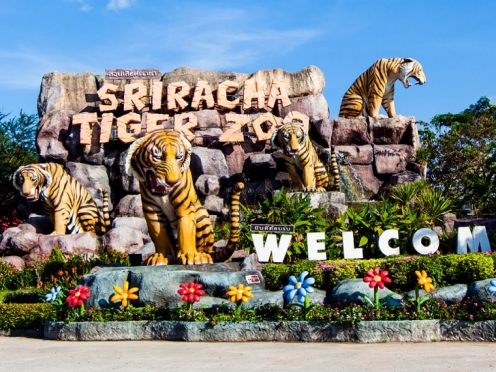 Sriracha Tiger Zoo