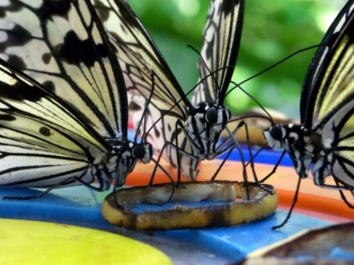 Butterfly Park & Insect Kingdom
