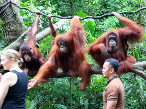 Singapore Zoo with breakfast with Orangutans