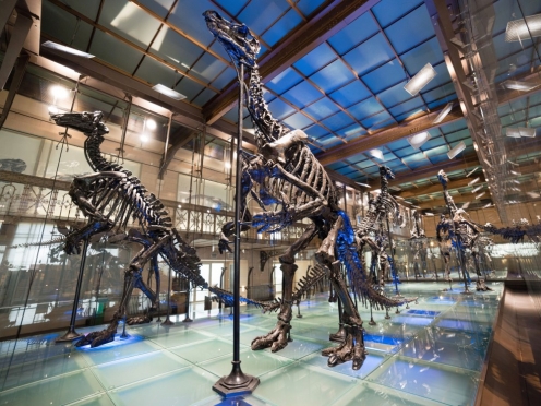 Museum of Natural Sciences