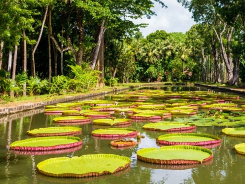 Sir Seewoosagur Ramgoolam Botanical