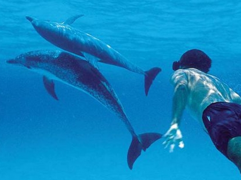 Dolphin Encounter Mauritius