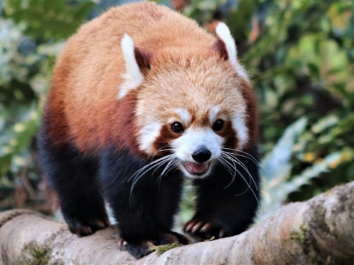 Padmaja Naidu Himalayan Zoological