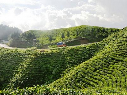 Tea Garden View