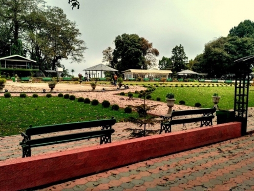 Shrubbery Nightingale