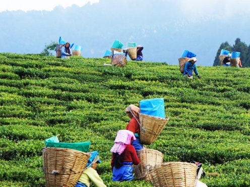 Happy Valley Tea Estate